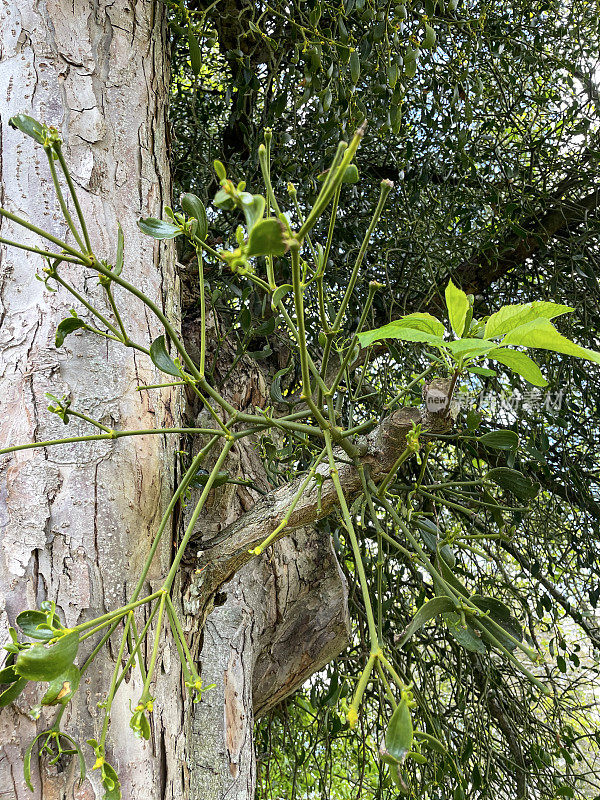 欧洲槲寄生(Viscum album)生长在一棵苹果树(Malus)的树枝上，从下面看